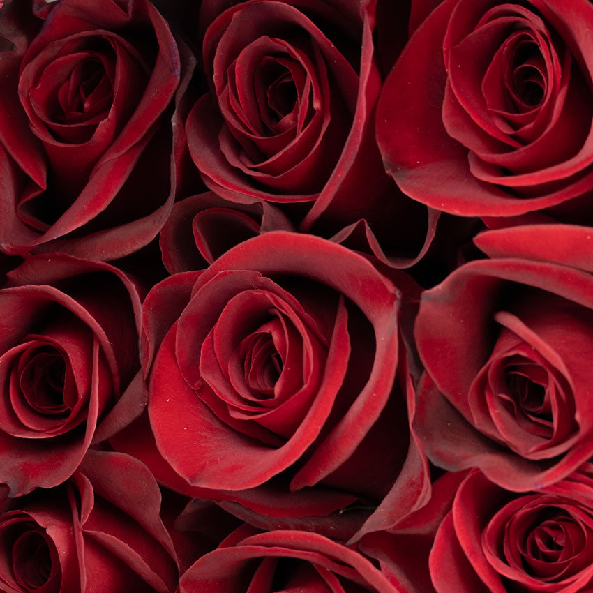 Red roses 70