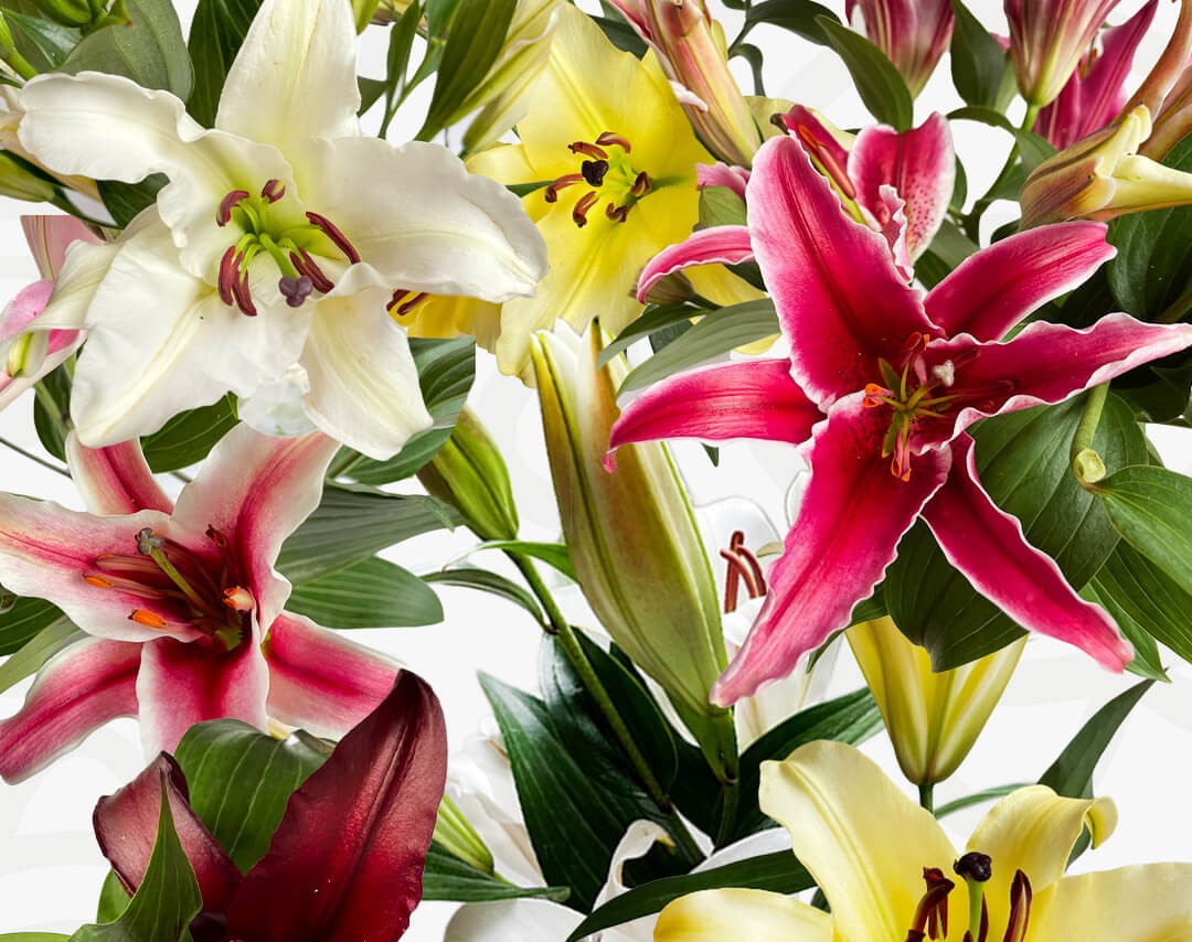 Oriental Lillies