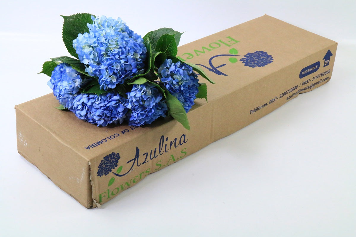 Hydrangea - Color (Box)