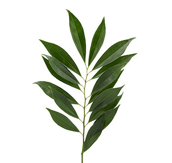 Cocculus