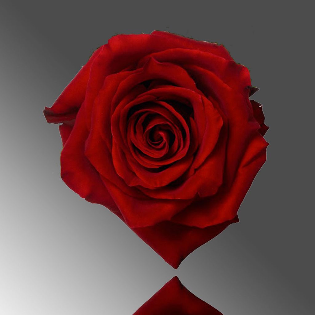 PREMIUM ROSES 60