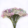 Gypsophilia