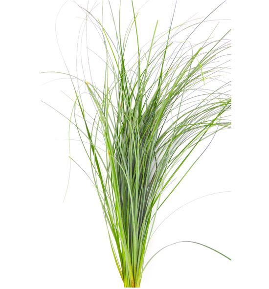 Beargrass