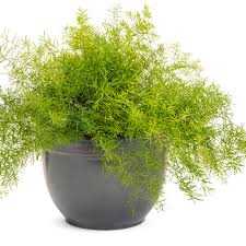 Sprengeri
