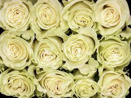 White roses 50