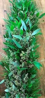 Ruscus Ittalian