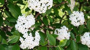 Viburnum