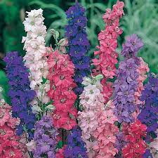 Larkspur