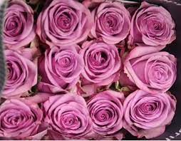 Color roses 100