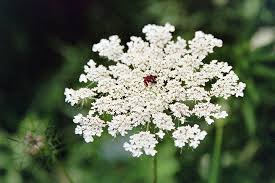 Queen Annes Lace