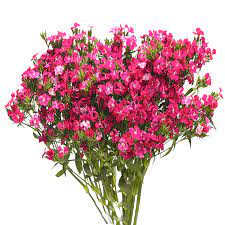 Dianthus