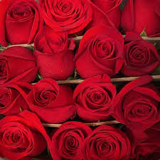 Red roses 60