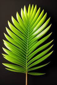 Sago Palm