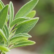 Sage