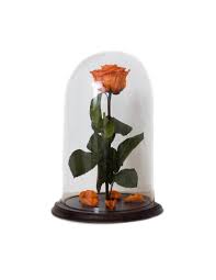 Rosas en conserva