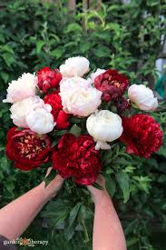 Peony
