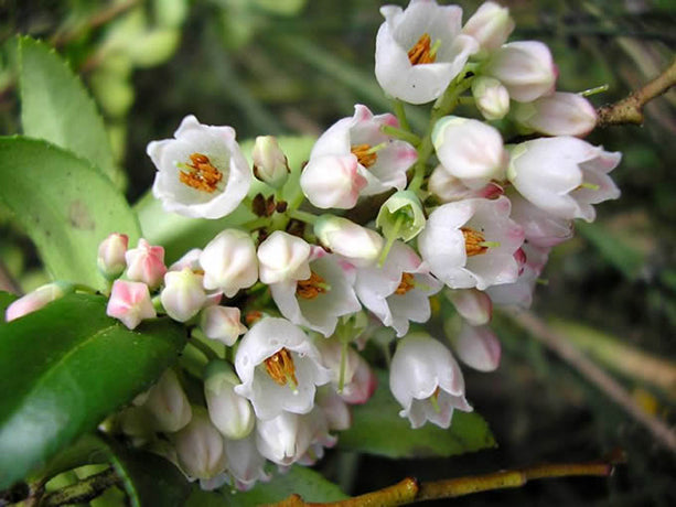 Huckleberry