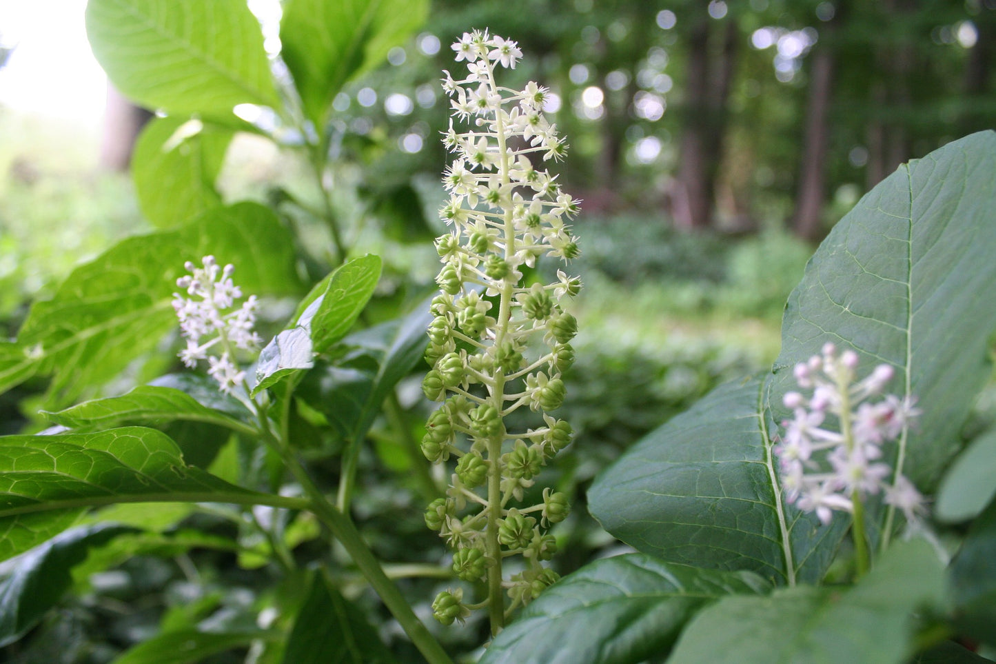 Pokeweed