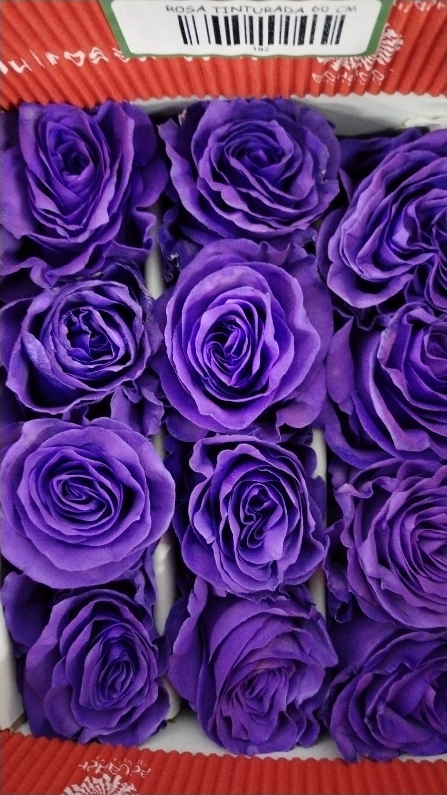 Tinted roses 80