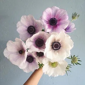 Anemonas