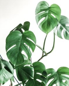 Monstera