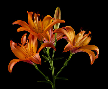 Tiger Lillies