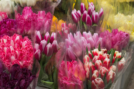 Tulips