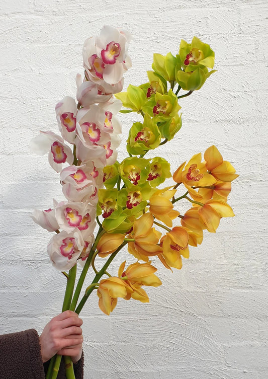 Cymbidium
