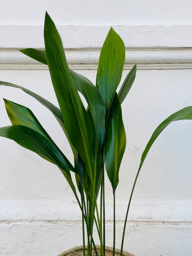 Aspidistra