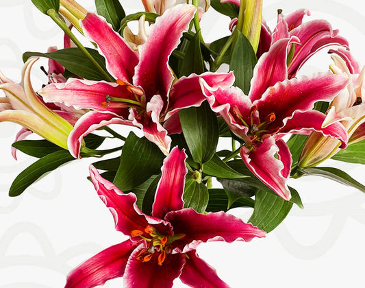 Oriental Lillies