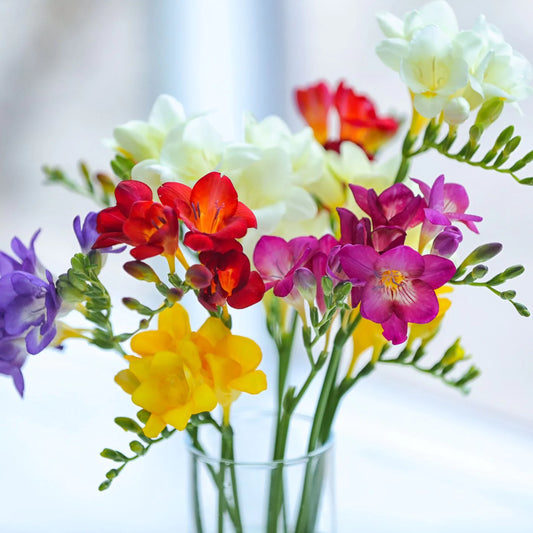 Freesia