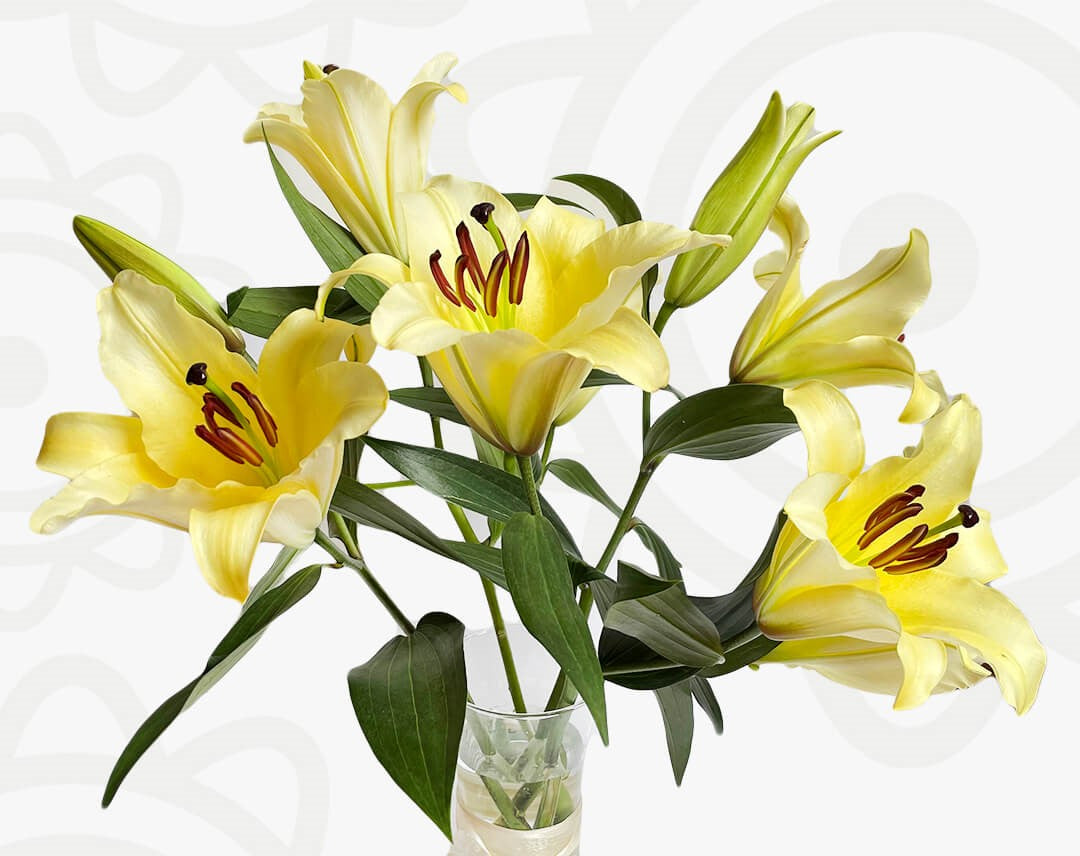Oriental Lillies