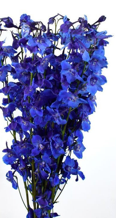 Delphinium