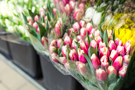 Tulips