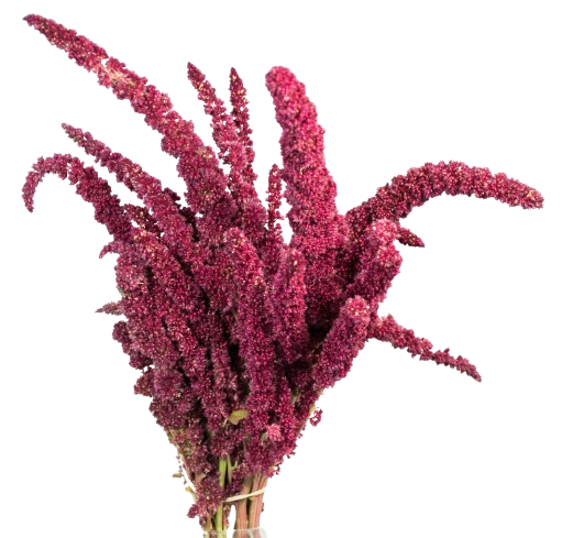 Amaranthus