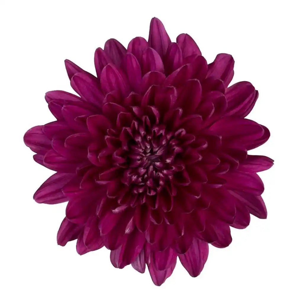 China Mums