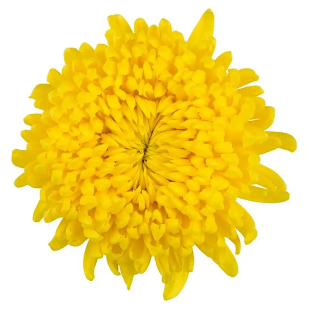 China Mums