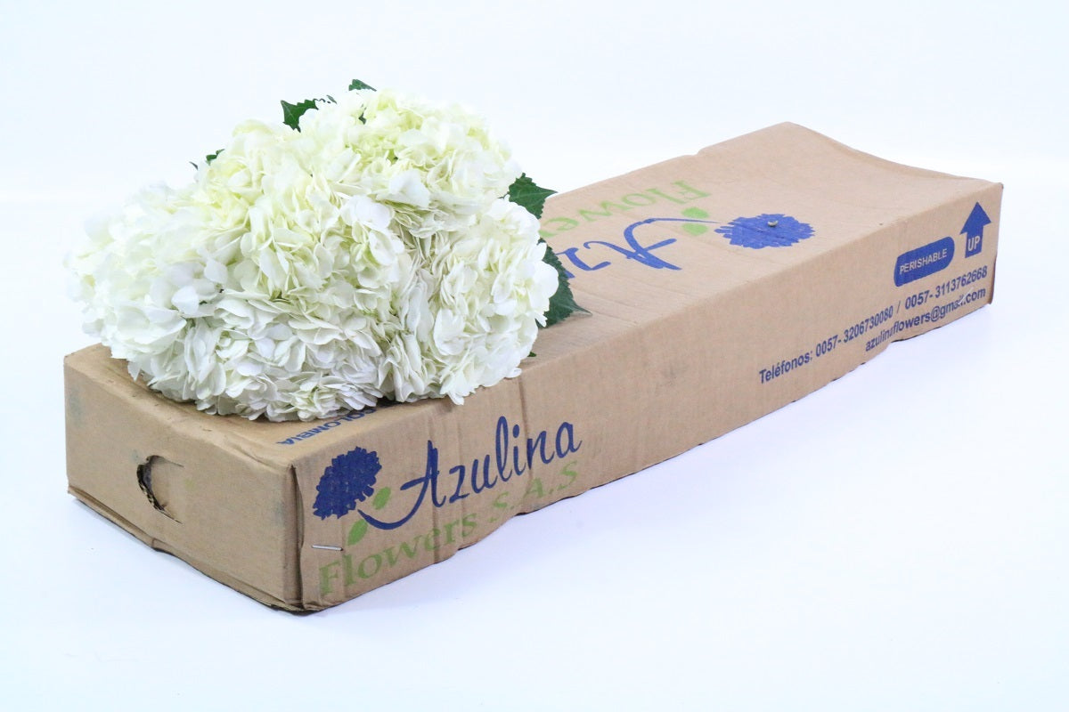 Hydrangea - White (Box)