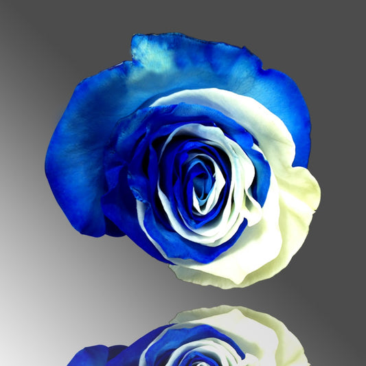 Rainbow roses 80