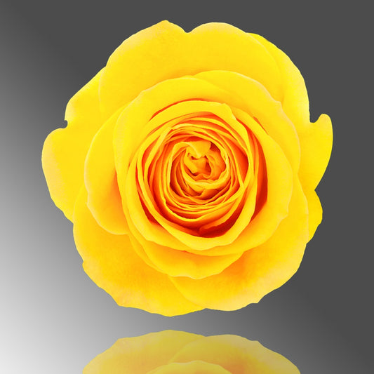 PREMIUM ROSES 50