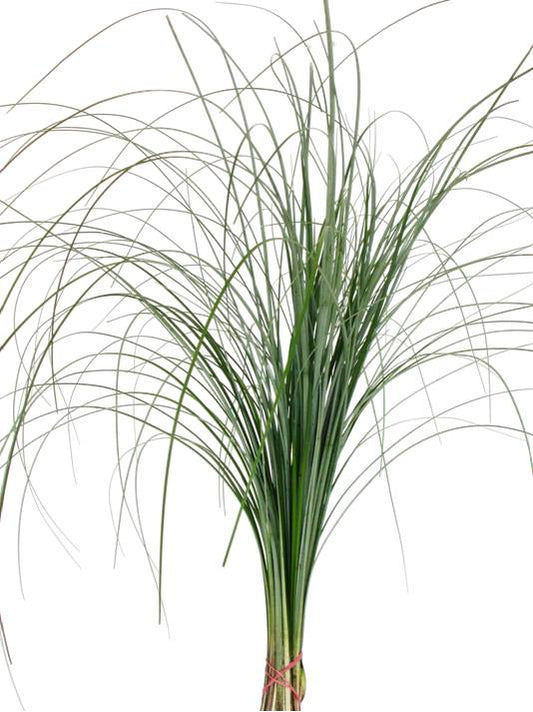 Beargrass