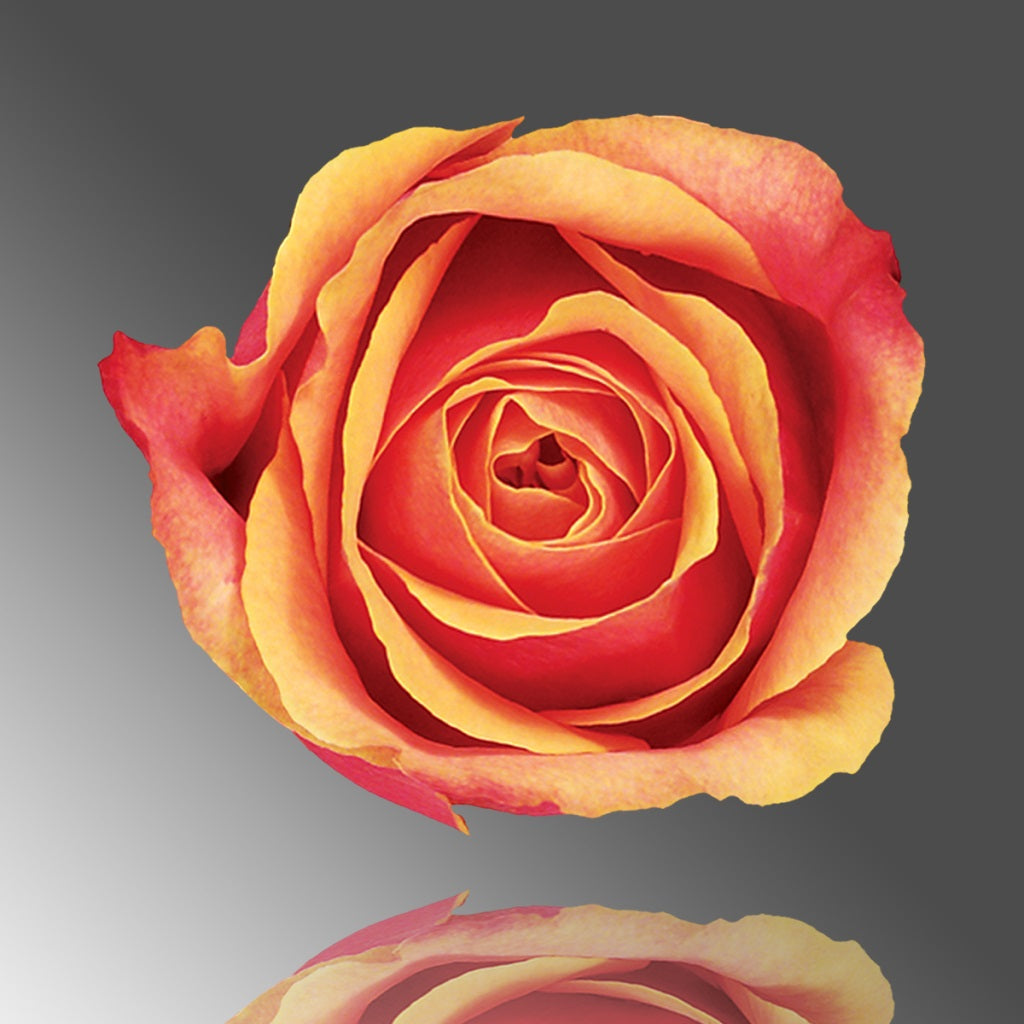 PREMIUM ROSES 70