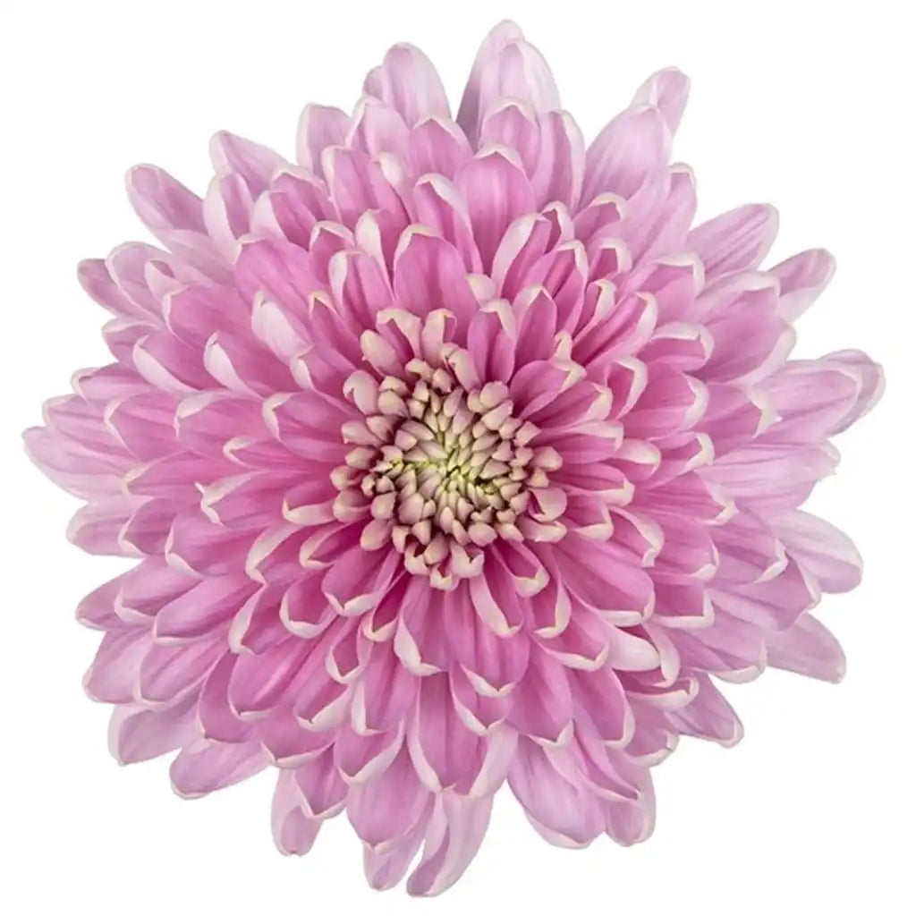 China Mums