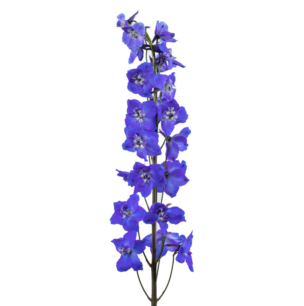 Delphinium