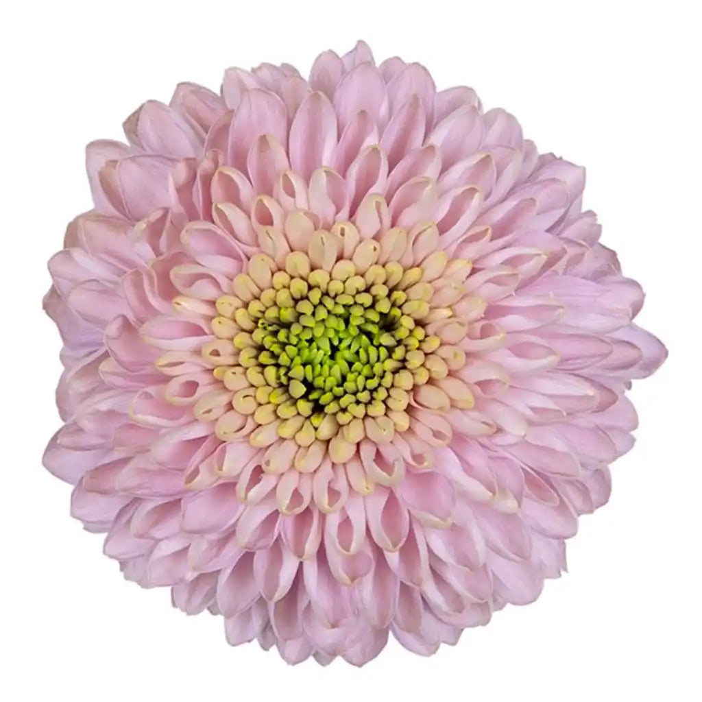 China Mums