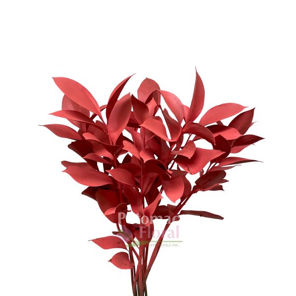 Ruscus