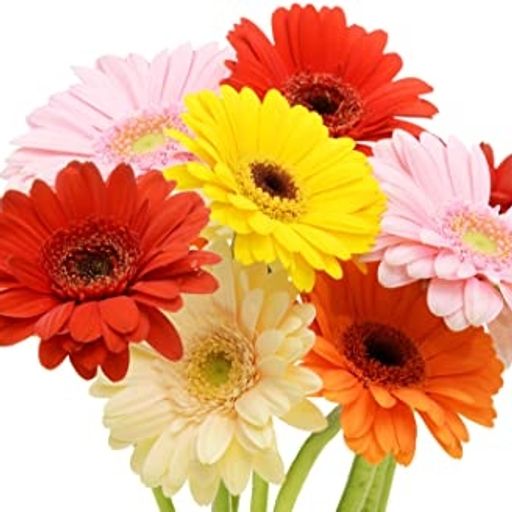 Gerbera