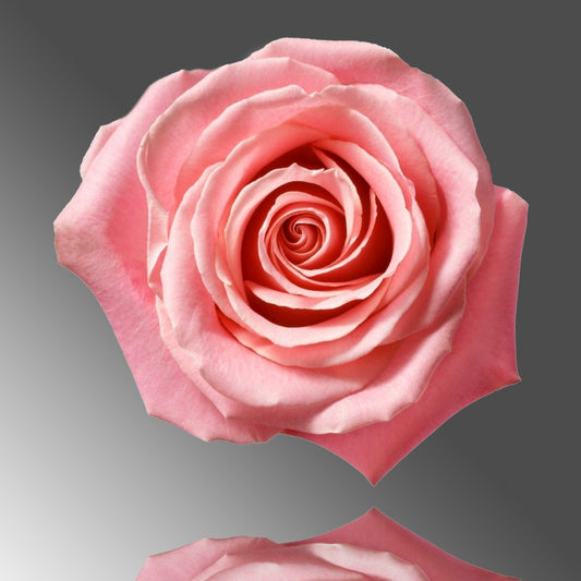 Pink Rose  100CM