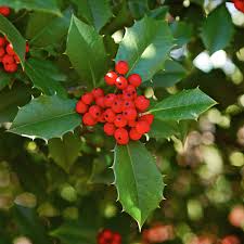 Holly