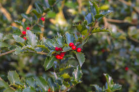 Holly